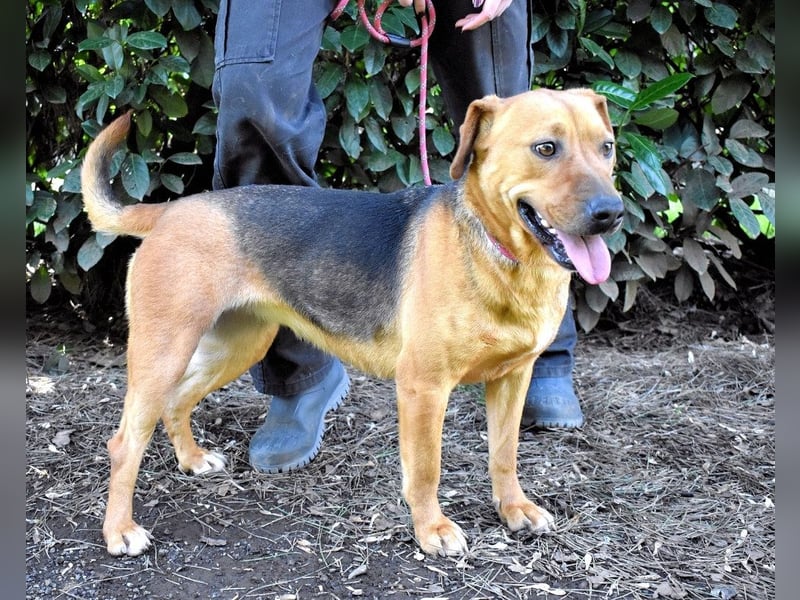 Linnea - Hauptsache ihr großes Herz passt in`s Körbchen