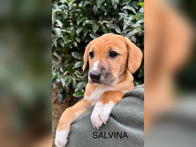 Salvina - (Dringend Pflegestelle oder Zuhause gesucht) wo darf ich ankommen?