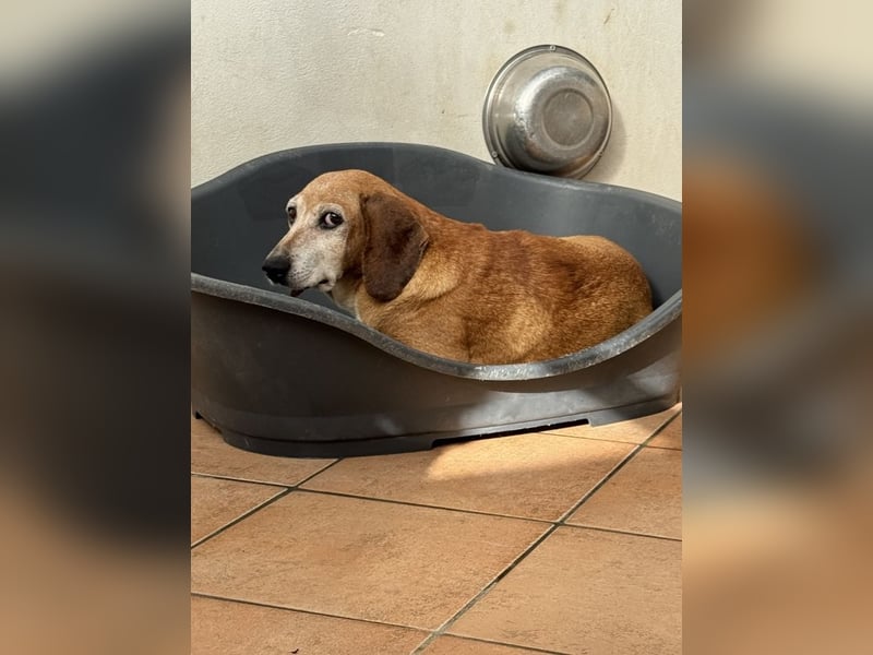 Silke - Streunerin möchte nach Hause