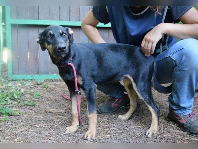 Djamica - fröhliche Junghündin mit offenem Herzen
