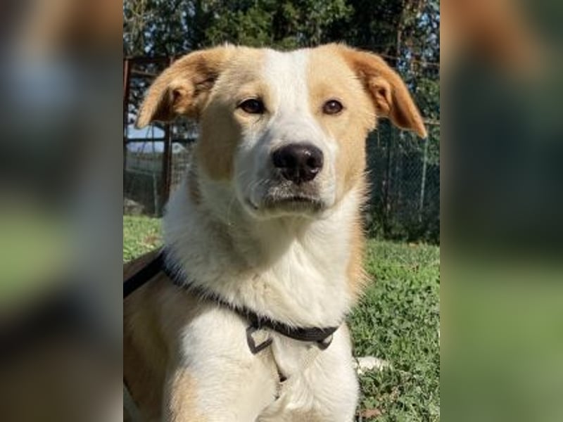 Wurstel - Die leise Hoffnung, dass etwas Besseres kommt