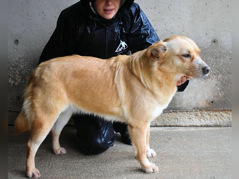 Sigrid - es ist wankelmütig, dieses Schicksal