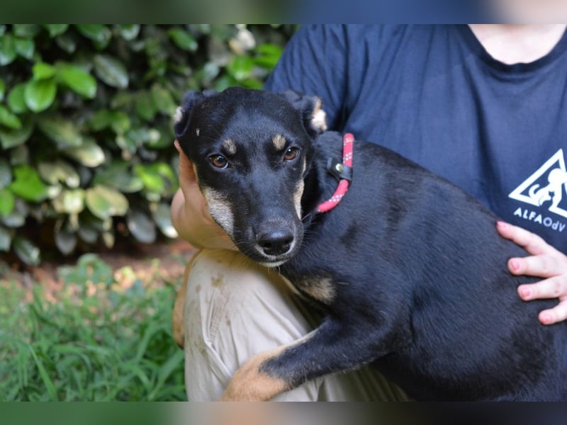 Damiana - ein schüchternes Hundemädchen sucht Sicherheit