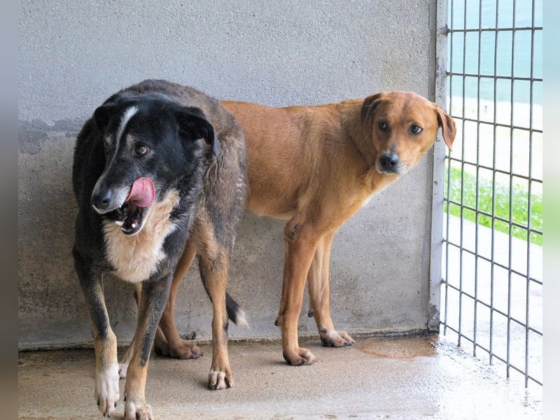 Idalee - Die Wunde namens Zeit