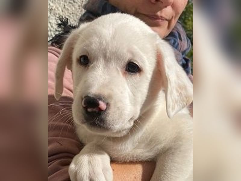 Ivo - (Dringend Pflegestelle oder Zuhause gesucht) Neunmal werden wir noch wach...