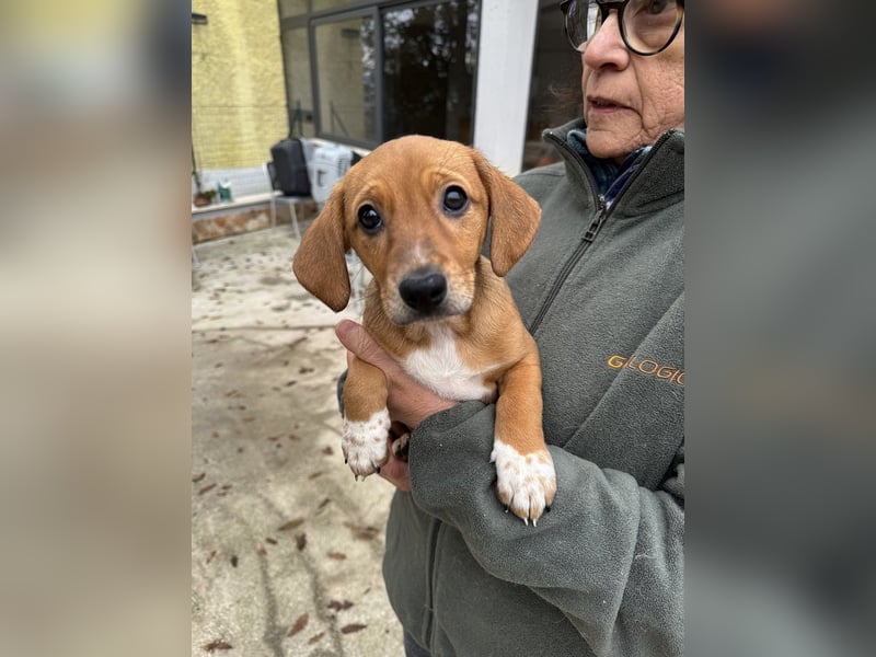 Sandorah - (Dringend Pflegestelle oder Zuhause gesucht) Wo darf ich ankommen?