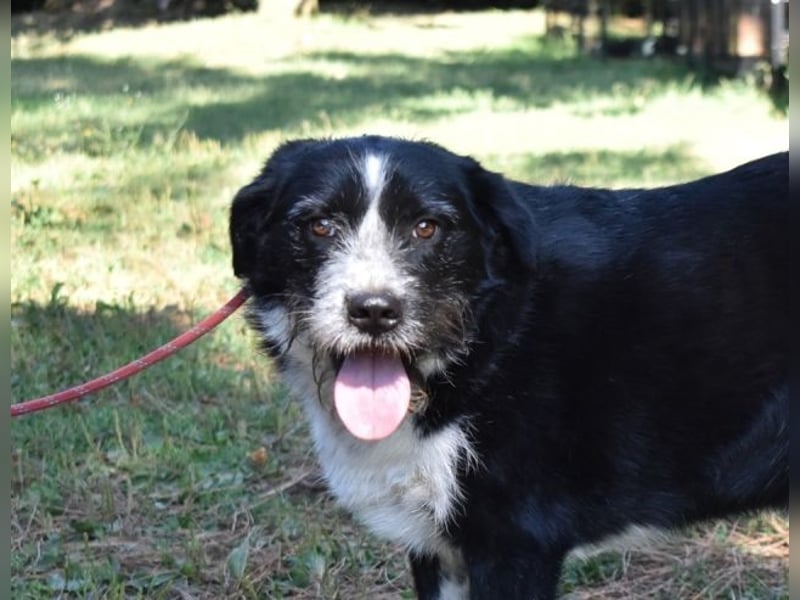 Dino - Gentleman auf Irrwegen