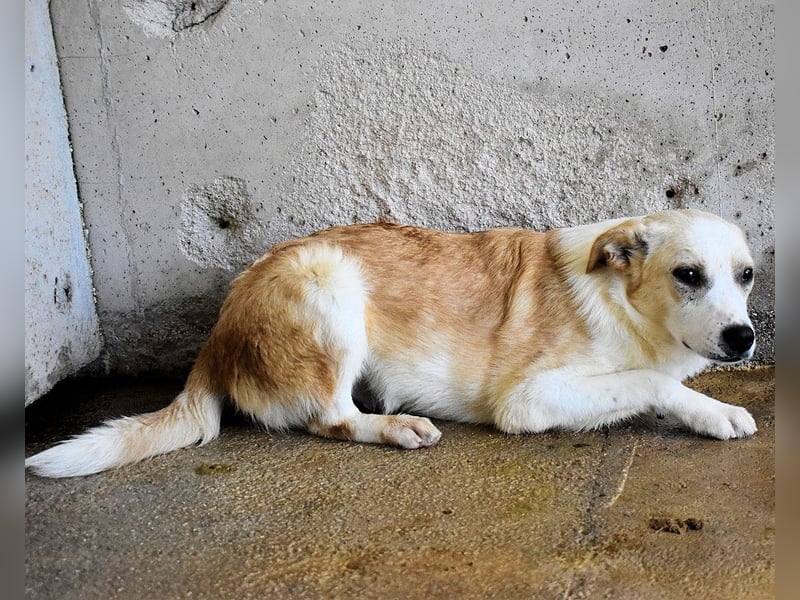 Simbad - Ein verlässlicher Partner...