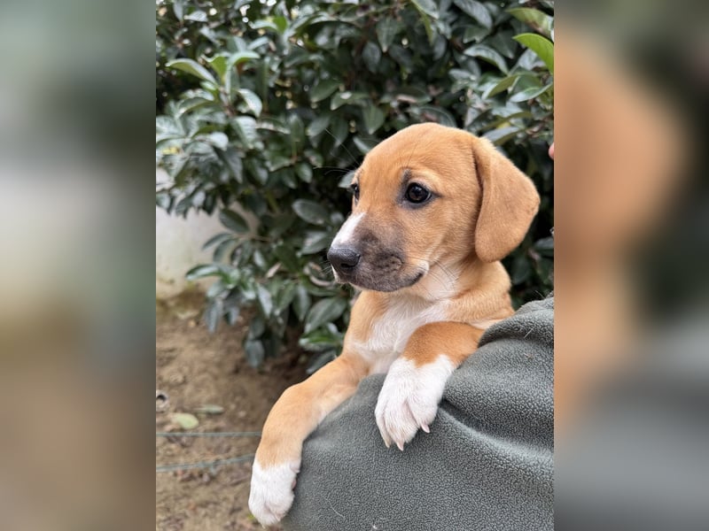 Salvina - (Dringend Pflegestelle oder Zuhause gesucht) wo darf ich ankommen?