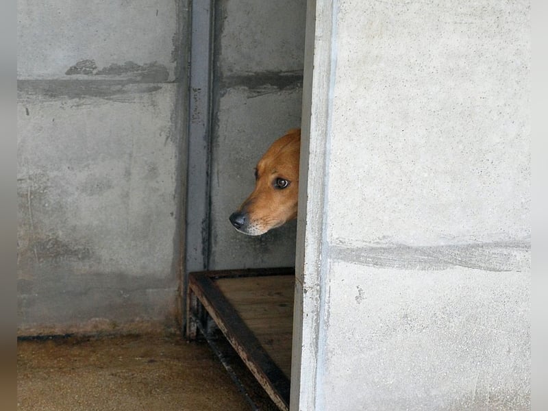 Idalee - Die Wunde namens Zeit