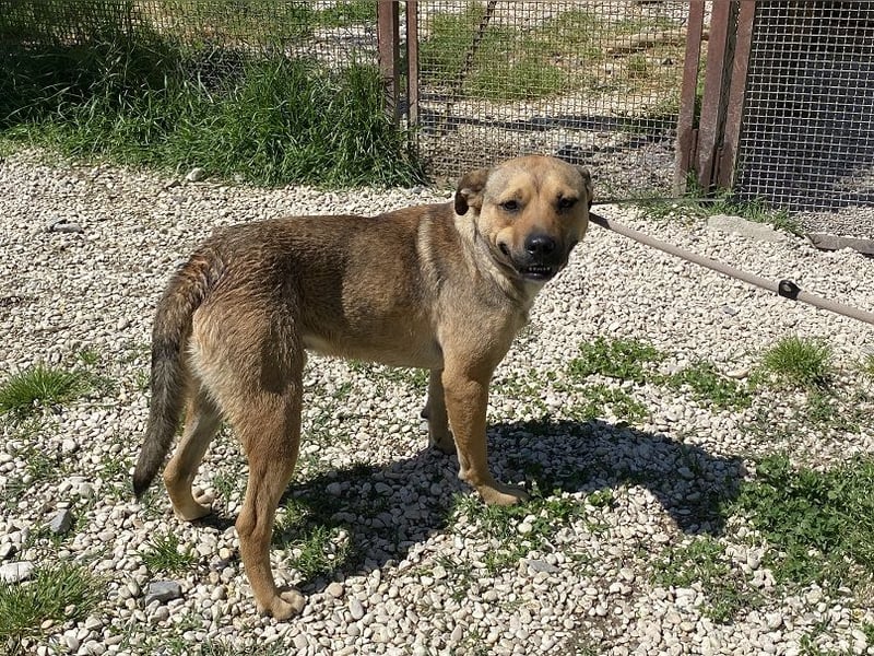 Faudor - Bist du die letzte Station meiner Odyssee?