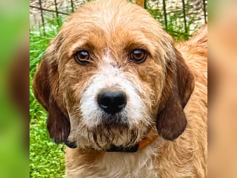 Erika - tapfere kleine Löwin muss nicht mehr kämpfen