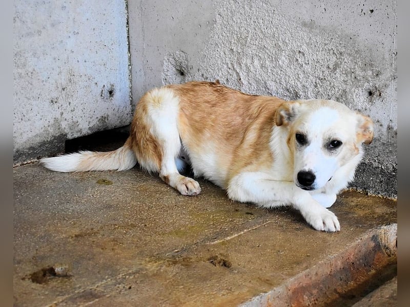 Simbad - Ein verlässlicher Partner...