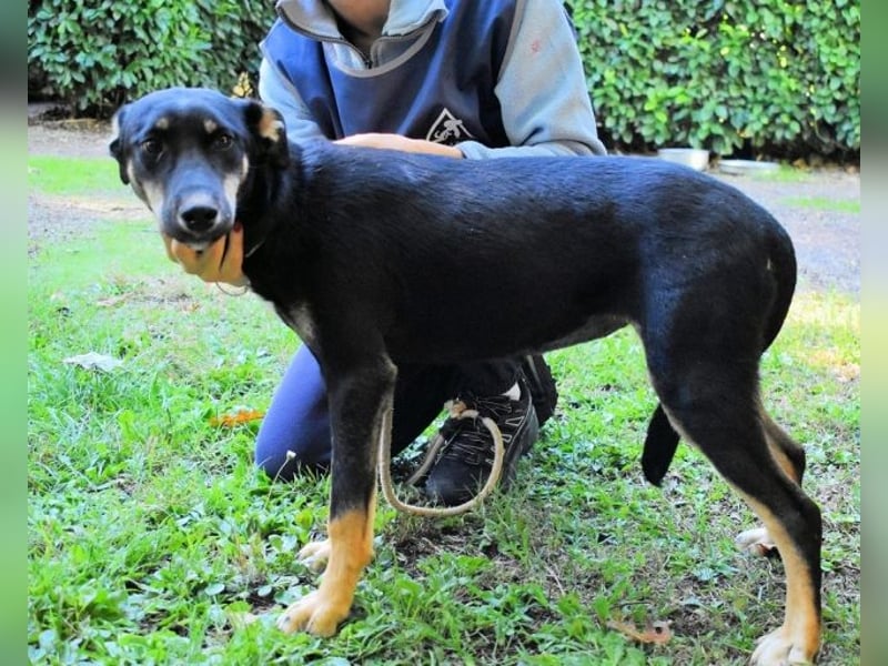 Damiana - ein schüchternes Hundemädchen sucht Sicherheit