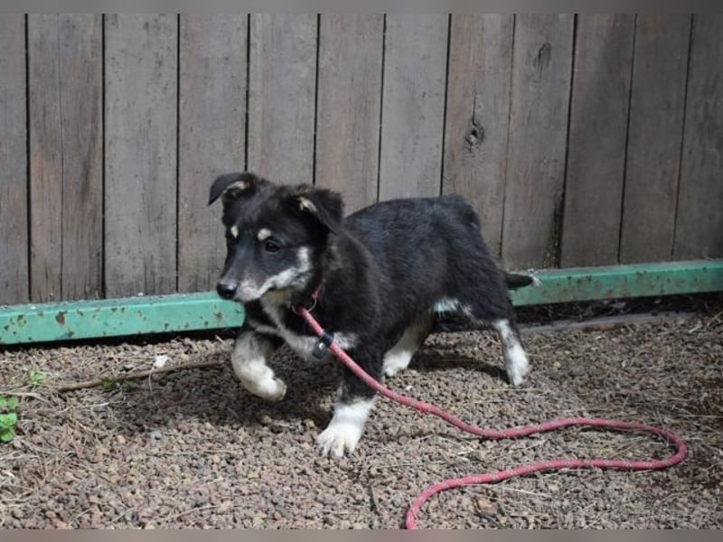 Vessilia - Kuckuck...hallo...sind da draußen Menschen?