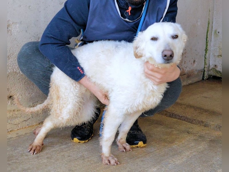 Adryelle - Lebensfreude auf vier Pfoten