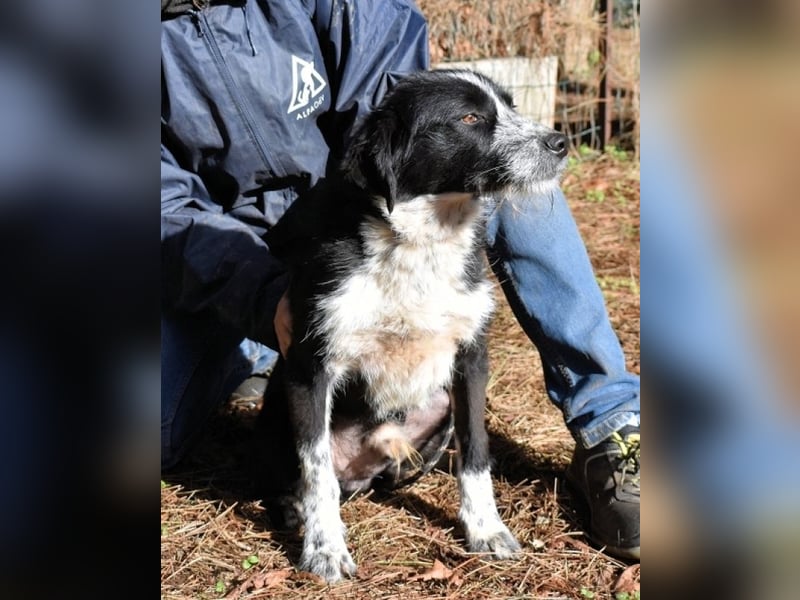 Dino - Gentleman auf Irrwegen