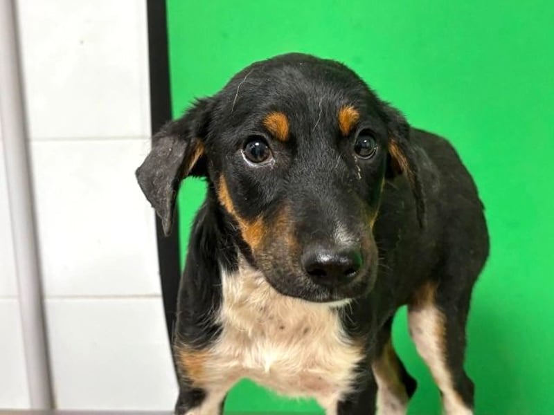 Zelia - Menschen zum Lachen bringen, das ist der Plan