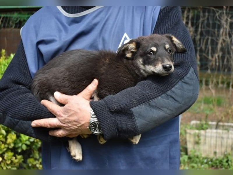 Vessilia - Kuckuck...hallo...sind da draußen Menschen?