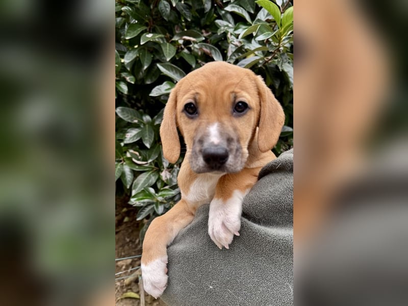 Salvina - Rehbraunes Stückchen Zucker