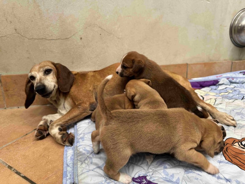 Salvina - (Dringend Pflegestelle oder Zuhause gesucht) wo darf ich ankommen?