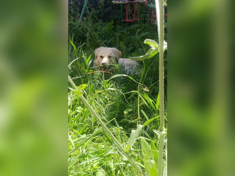 Maja - (Dringend Zuhause oder Pflegestelle gesucht) Wer kennt nicht die Biene Maja?