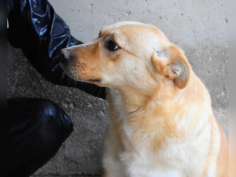 Sigrid - es ist wankelmütig, dieses Schicksal