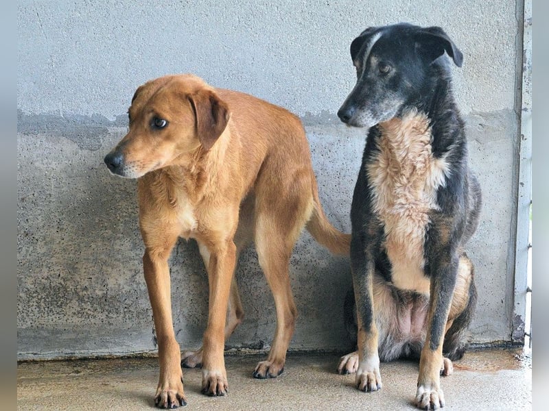 Idalee - Die Wunde namens Zeit