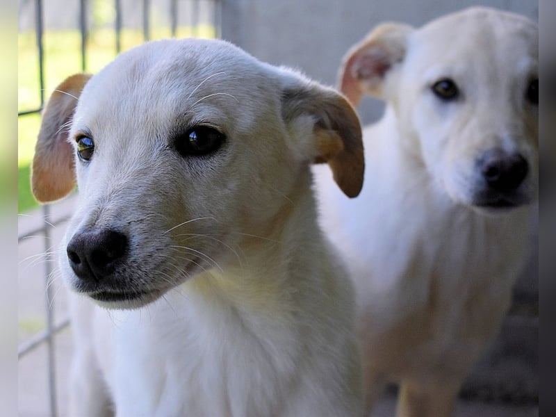 Elvio - seine Mut-Münzen sind fast aufgebraucht