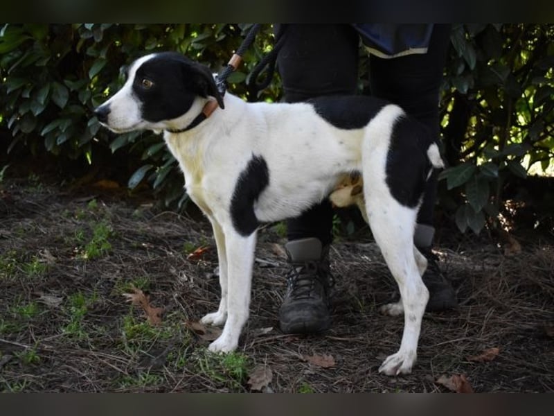 Halcyon - Ein böser Traum, Halcyon, nur ein böser Traum?