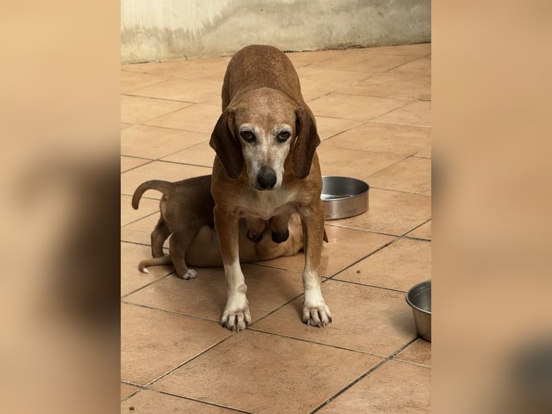 Silke - Streunerin möchte nach Hause