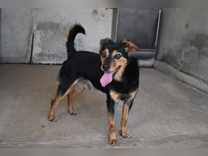 Grigor - Kleiner Angsthase sucht großes Verständnis