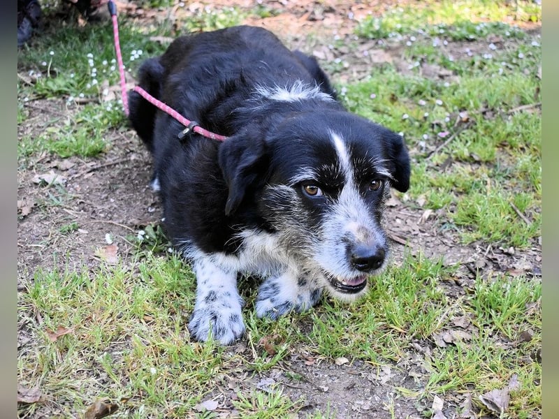 Dino - Gentleman auf Irrwegen