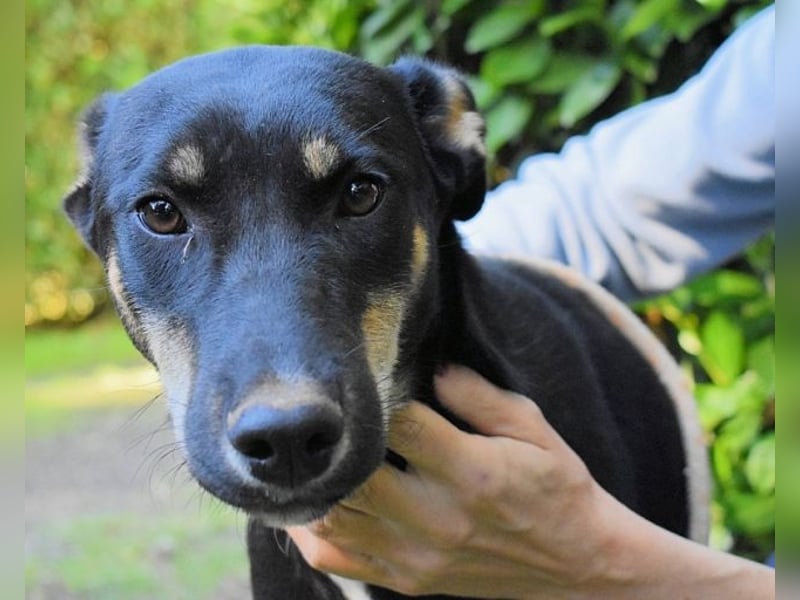 Damiana - ein schüchternes Hundemädchen sucht Sicherheit