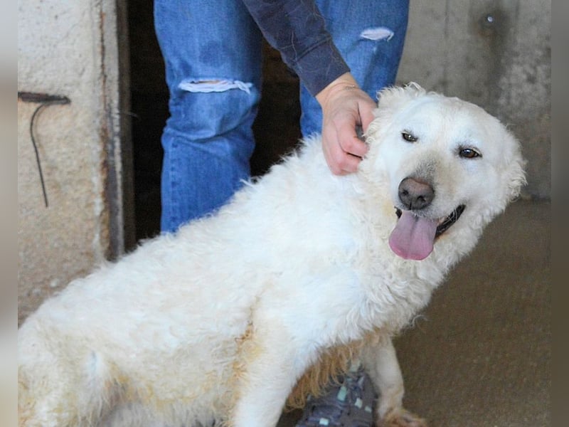 Adryelle - Lebensfreude auf vier Pfoten