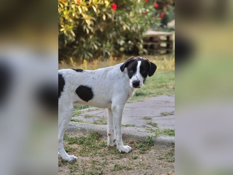 Hector - sagt "Hallihallo!"-