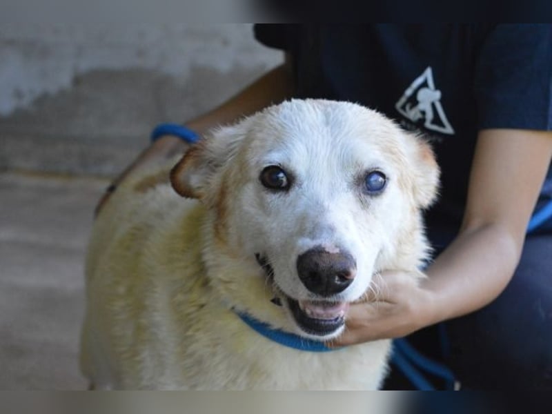 Darik - SOS- Der Rentner im falschen Wartezimmer