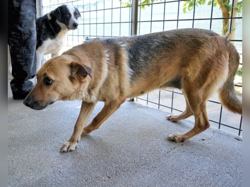 Alphonza - "...alles Gedeihen beruht auf Geduld..."