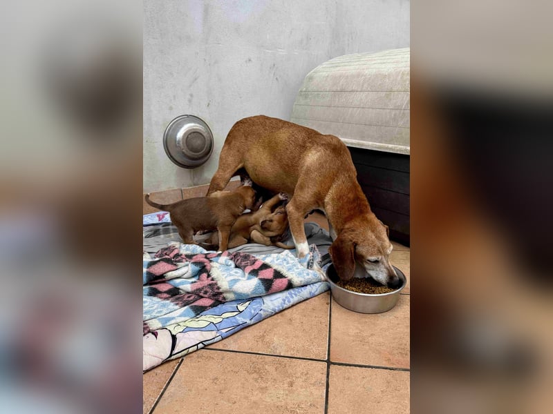 Sandorah - (Dringend Pflegestelle oder Zuhause gesucht) Wo darf ich ankommen?