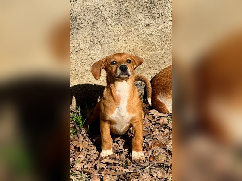 Sandorah - (Dringend Pflegestelle oder Zuhause gesucht) Wo darf ich ankommen?