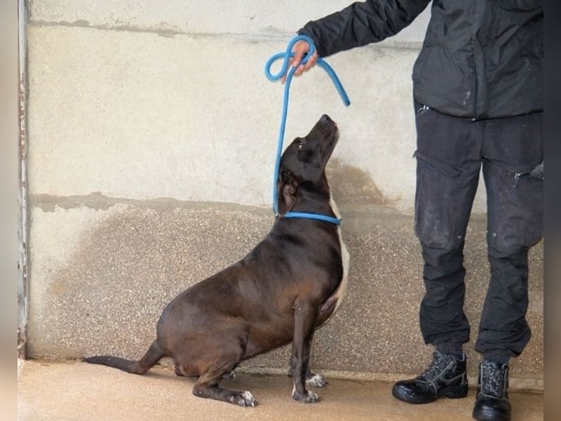 Perlyn - Charmante Ex-Sommerfigur mit Modelpotenzial