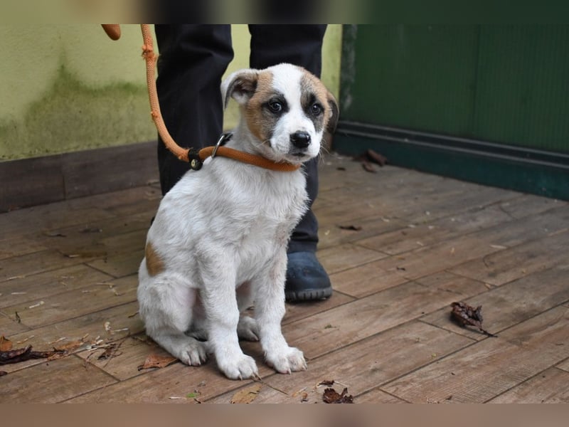 Elenio - SOS - Dringend Zuhause gesucht - Ein leuchtendes Fellknäuel