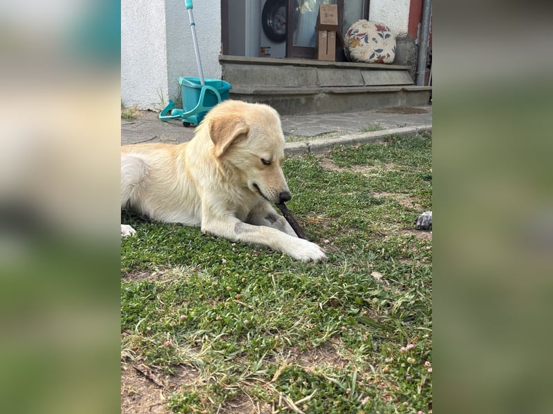 Maja - (Dringend Zuhause oder Pflegestelle gesucht) Wer kennt nicht die Biene Maja?