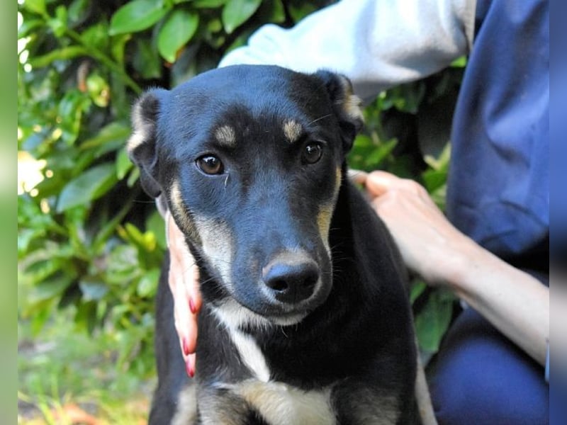 Damiana - ein schüchternes Hundemädchen sucht Sicherheit