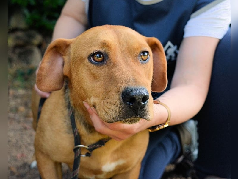 Linnea - Hauptsache ihr großes Herz passt in`s Körbchen