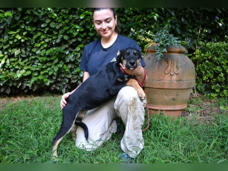 Damiana - ein schüchternes Hundemädchen sucht Sicherheit