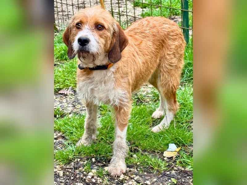 Erika - tapfere kleine Löwin muss nicht mehr kämpfen