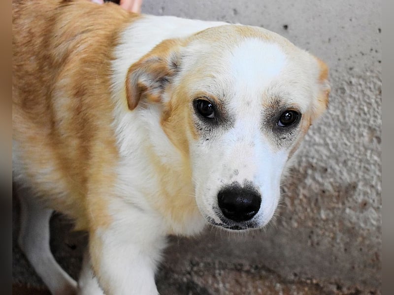 Simbad - Ein verlässlicher Partner...