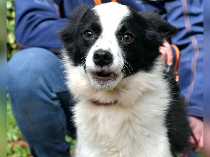 Crix - Hat seine Fledermausohren auf Empfang