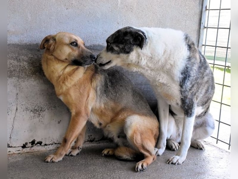 Alphonza - "...alles Gedeihen beruht auf Geduld..."